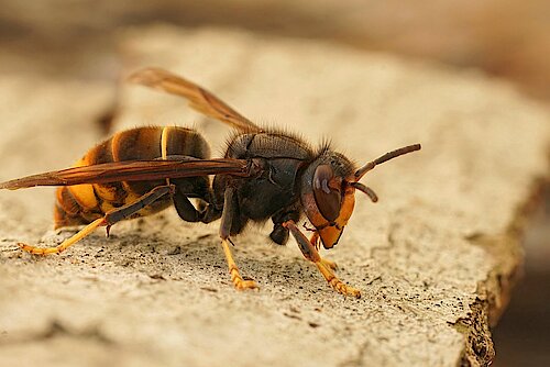 Hornet sitting on a log.